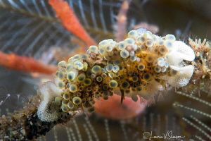 Doto ussi with eggs/Photographed with a Canon 60 mm macro... by Laurie Slawson 